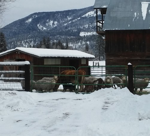 Sheep &amp; Strawberry