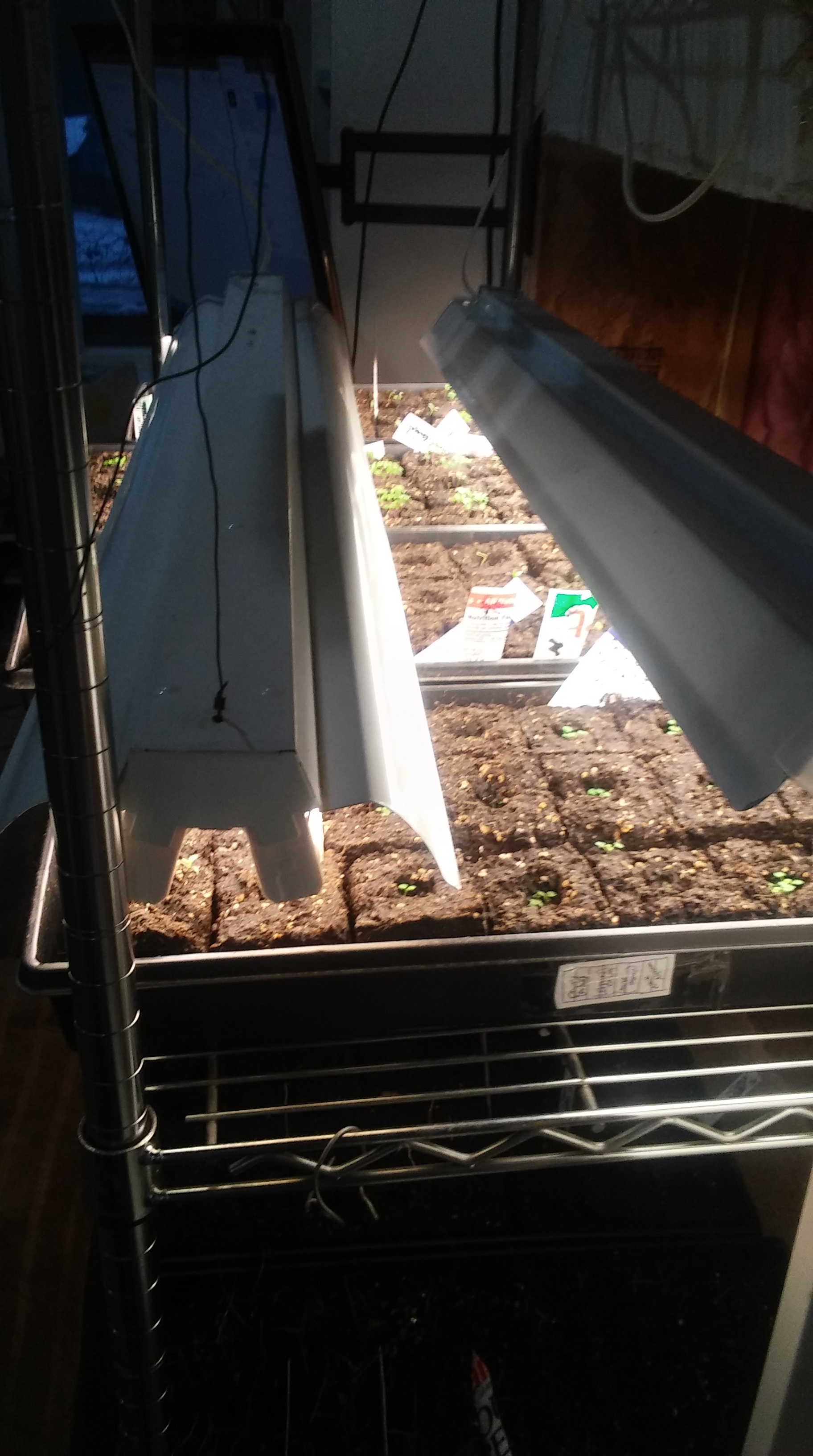 Seedlings! – Rosehaven Homestead