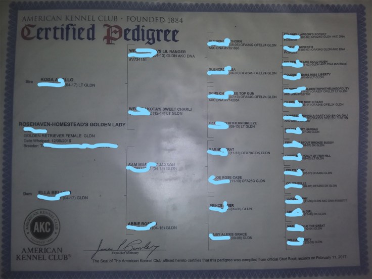 InkedLady's pedigree marked better_LI.jpg