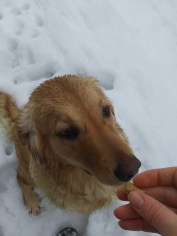 I say "Here" when giving a treat - to avoid snatching...