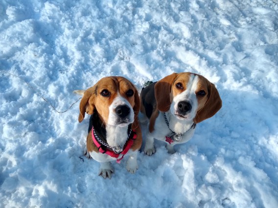 IMG_20211119_123114185_HDR_568x426