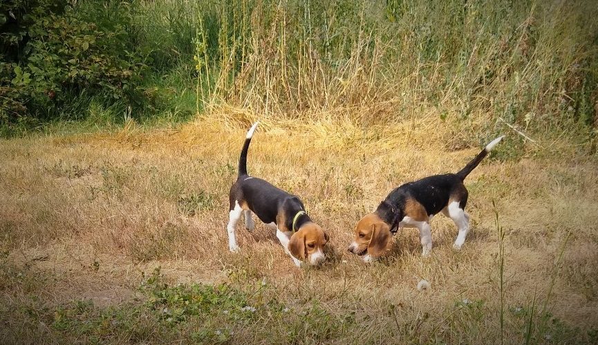 History of the Beagle – Rosehaven Homestead